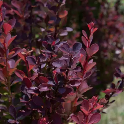 Барбарис ХЕЛМОНД ПИЛЛАР тунберга в Могилёве