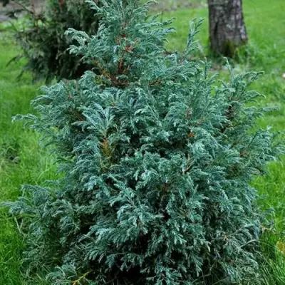 Кипарисовик БЕБИ БЛЮ горохоплодный в Могилёве