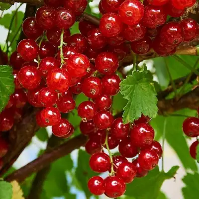 Смородина красная НАТАЛИ в Могилёве