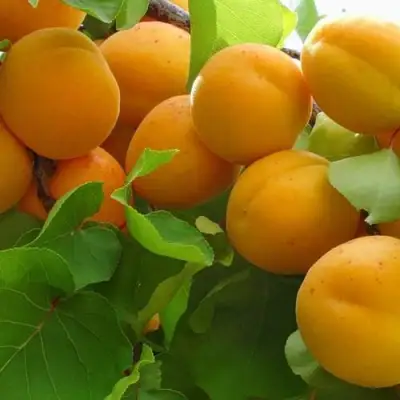 Абрикос ЖИГУЛЕВСКИЙ СУВЕНИР в Могилёве