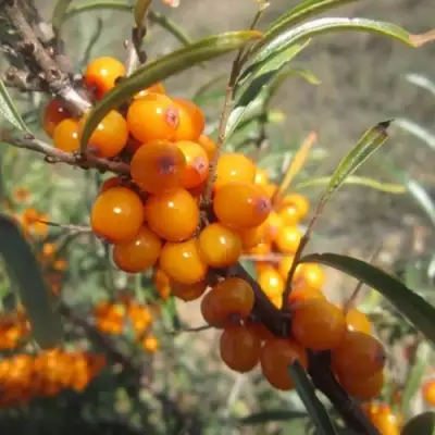 Облепиха СУДАРУШКА в Могилёве