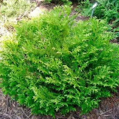 Туевик НАНА долотовидный  в Могилёве