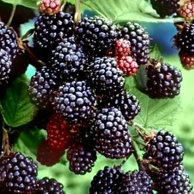 Ежевика ЭВЕРГРИН бесшипная  в Могилёве