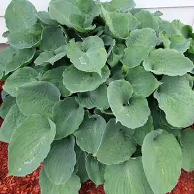 Хоста МУНЛАЙТ СОНАТА гибридная в Могилёве