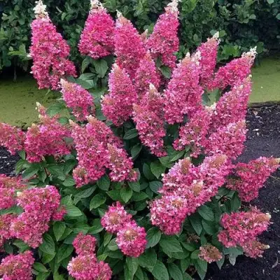 Гортензия МЕГА МИНДИ метельчатая в Могилёве