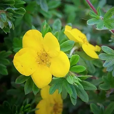 Лапчатка ГОЛДСТАР кустарниковая в Могилёве