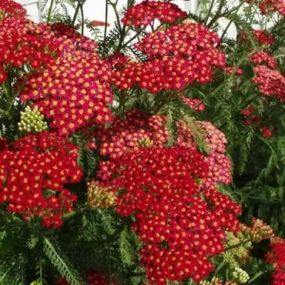 Тысячелистник ПАПРИКА обыкновенный в Могилёве