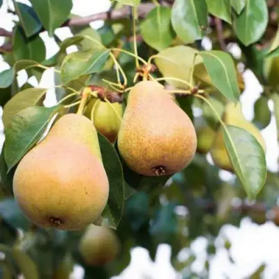 Груша ВЫСТАВОЧНАЯ в Могилёве