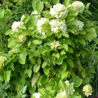 Клематис КОХАНА в Могилёве