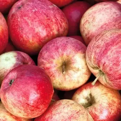 Яблоня ШТРИФЕЛЬ в Могилёве