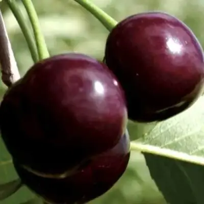 Дюк КСЕНИЯ (ЧЕРЕВИШНЯ) в Могилёве