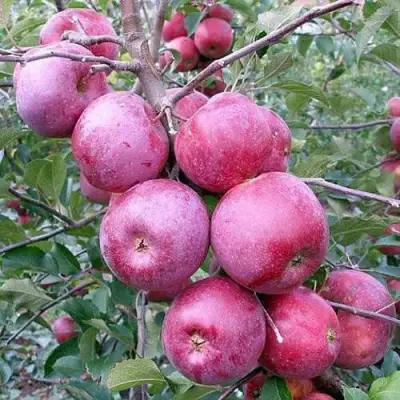 Яблоня ФЛОРИНА в Могилёве