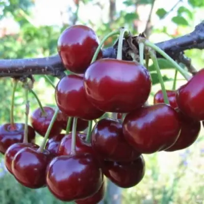 Вишня НОРД СТАР в Могилёве