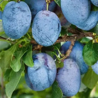 Слива ОДА в Могилёве