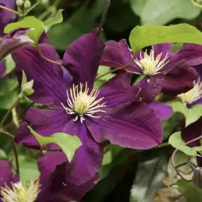 Клематис ГЕРОИ ВАРШАВЫ в Могилёве