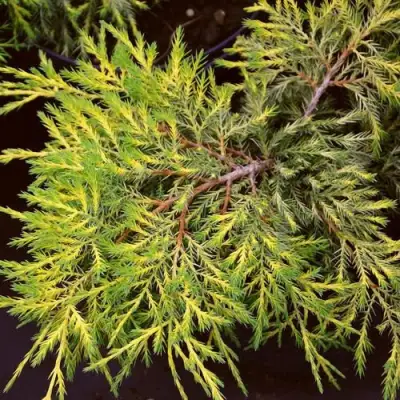 Можжевельник КИНГ ОФ СПРИНГ средний в Могилёве