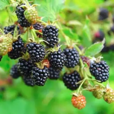 Ежевика АПАЧИ бесшипная  в Могилёве