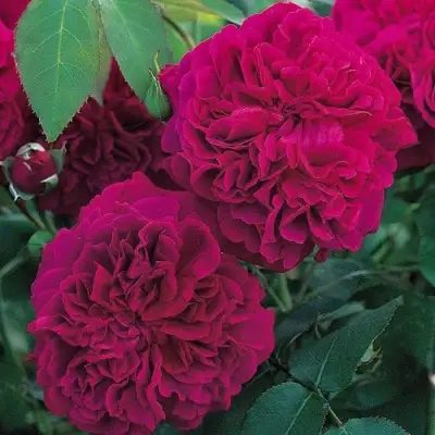 Роза ВИЛЬЯМ ШЕКСПИР английская в Могилёве