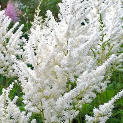 Астильба ДИАМАНТ Арендса в Могилёве