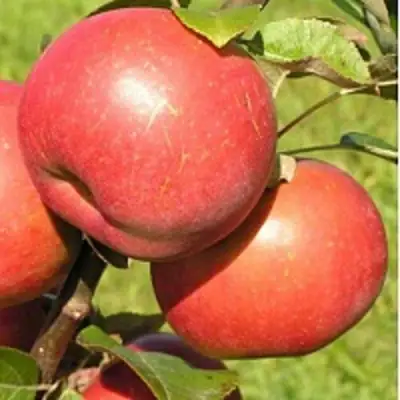 Яблоня РЕДКРАФТ в Могилёве