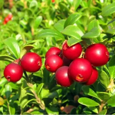 Брусника садовая РЕД ПЕРЛ в Могилёве