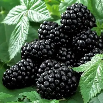 Ежевика БЛЭК БЬЮТИ в Могилёве