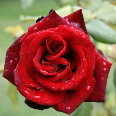 Роза ТАБУ чайно-гибридная в Могилёве