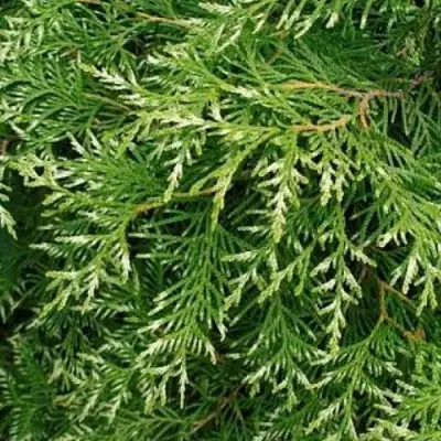 Туя СМАРАГД ВАРИЕГАТА западная в Могилёве