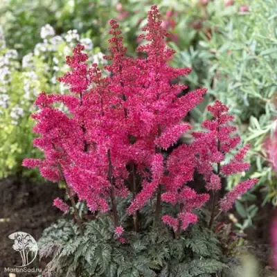 Астильба МУЛЕН РУЖ курчавая в Могилёве
