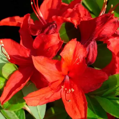 Азалия НАБУКО листопадная в Могилёве