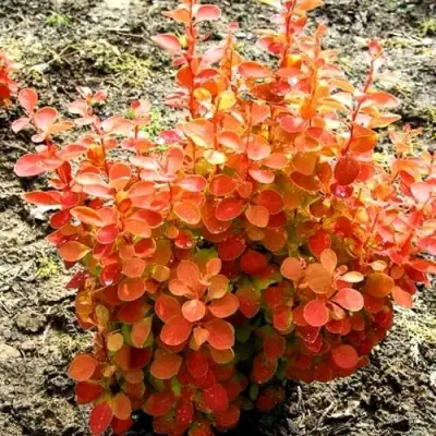 Барбарис ОРАНЖ ФАЙЕР тунберга в Могилёве