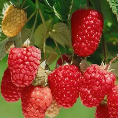 Малина ХИМБО-ТОП в Могилёве