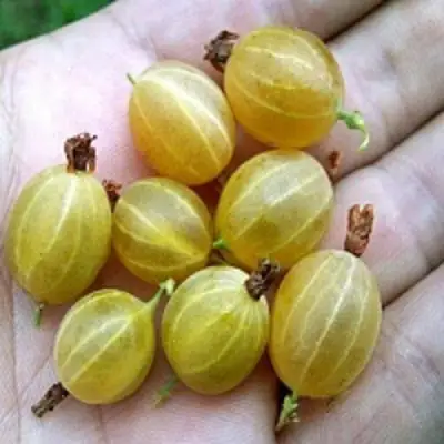 Крыжовник ЯРОВОЙ в Могилёве