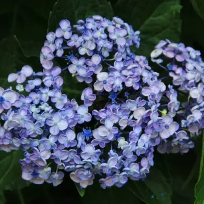 Гортензия АИША крупнолистная  в Могилёве