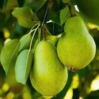 Груша СЕВЕРЯНКА колонновидная в Могилёве