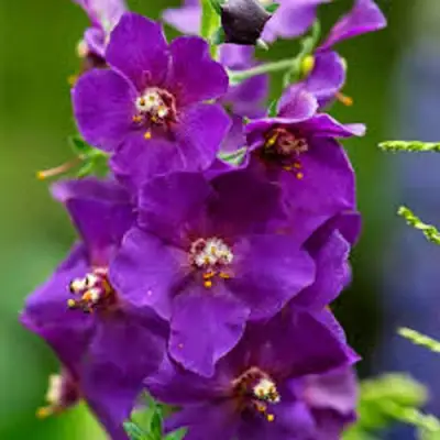 Коровяк ВИОЛЕТТА (вербаскум) в Могилёве