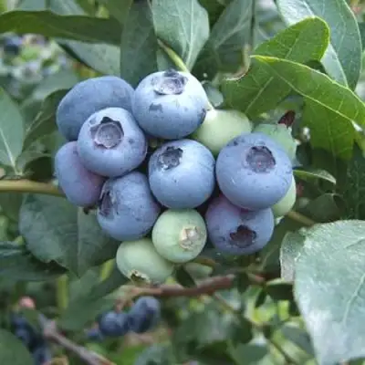 Голубика БЛЮЭТТА в Могилёве