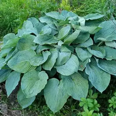 Хоста ЭЛЕГАНС Зибольда в Могилёве