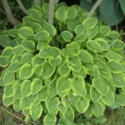 Хоста ГОЛДЕН ТИАРА в Могилёве