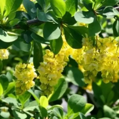 Барбарис ИНДИАН САММЕР  в Могилёве