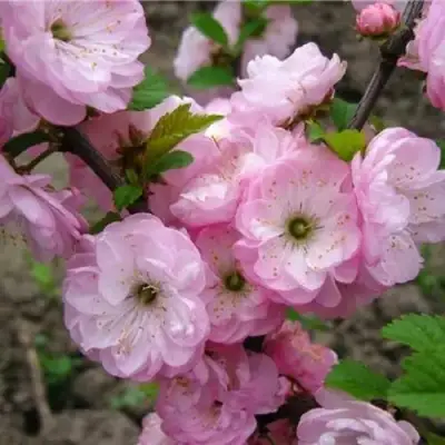 Миндаль ТРЁХЛОПАСТНЫЙ (луизеания) в Могилёве