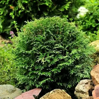 Туя ДАНИКА западная в Могилёве