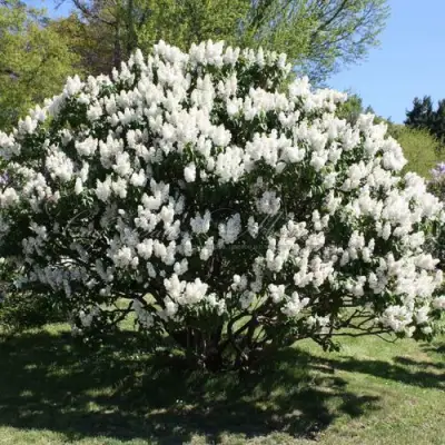 Сирень РОЧЕСТЕР в Могилёве