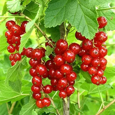 Смородина красная ФЕРТОДИ в Могилёве