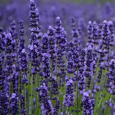 Лаванда МАНСТЕД узколистная в Могилёве