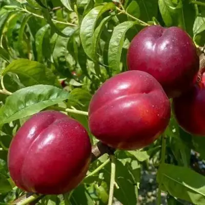 Нектарин БИГ-ТОП в Могилёве