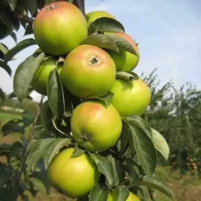 Яблоня ЛУКОМОР колонновидная в Могилёве