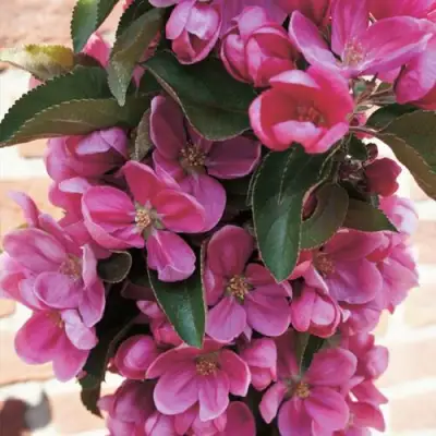 Яблоня ЗЕЛЁНЫЙ БУКЕТ декоративная в Могилёве