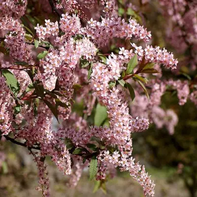 Черемуха НЕЖНОСТЬ в Могилёве