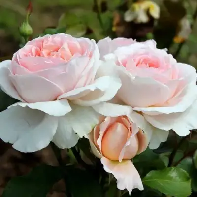 Роза АНДРЕ ЛЕ НОТР чайно-гибридная в Могилёве